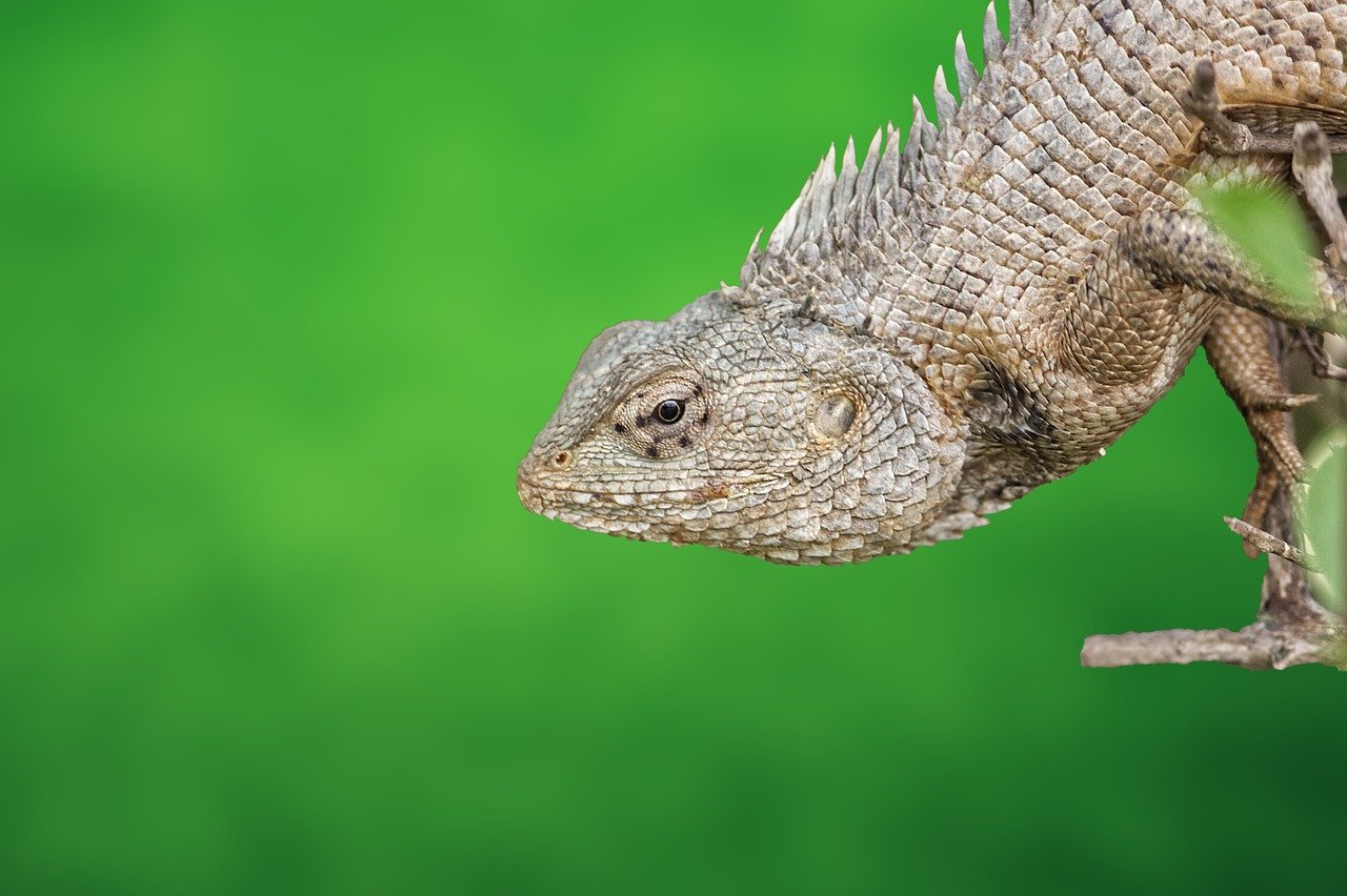 découvrez la richesse et la diversité de la biodiversité, un élément essentiel pour la santé de notre planète. explorez les différentes espèces, leurs habitats et l'importance de préserver cet équilibre naturel pour les générations futures.