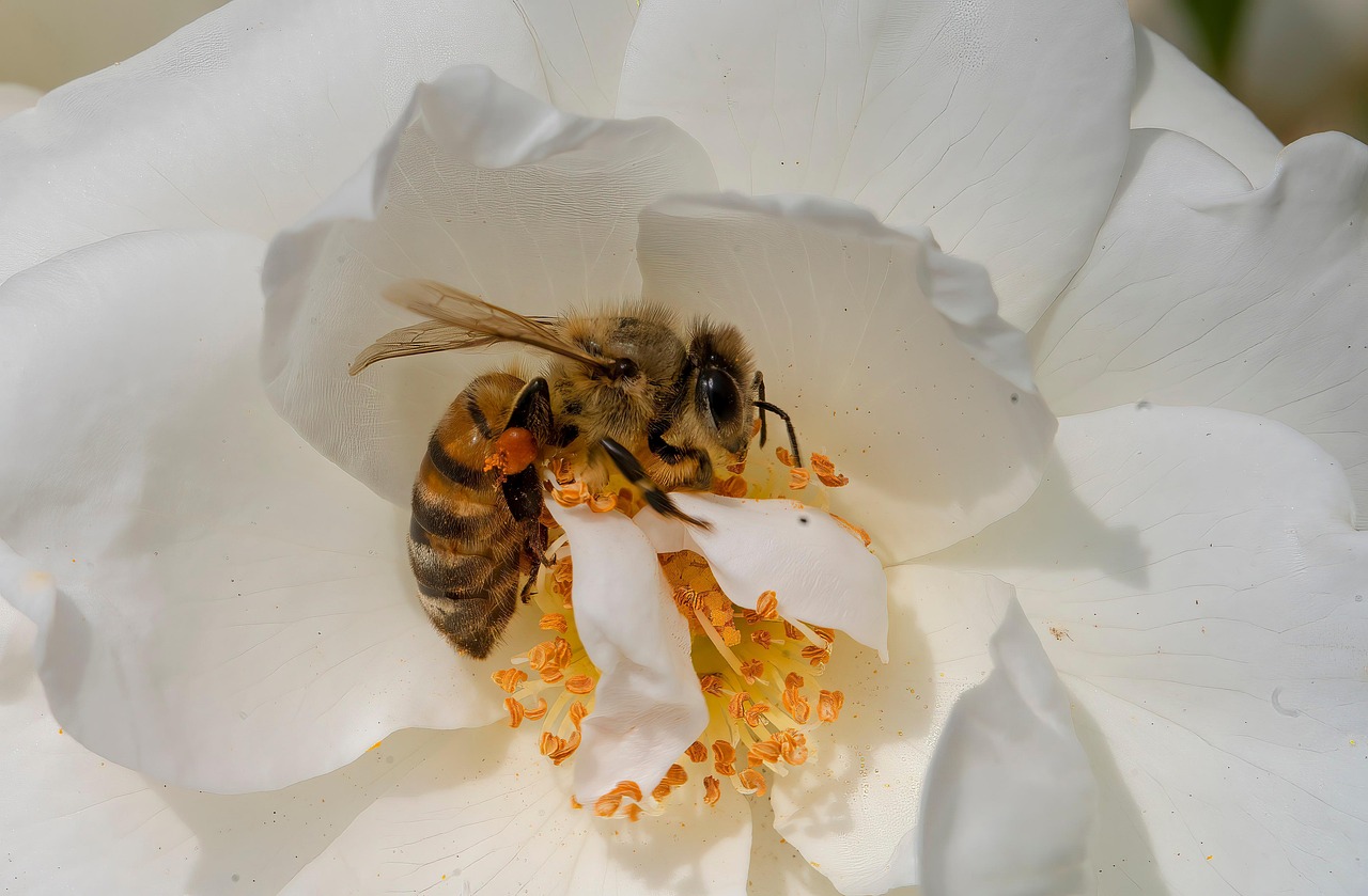 découvrez le bee wrap, une alternative écologique au film plastique pour emballer vos aliments de manière naturelle et réutilisable.