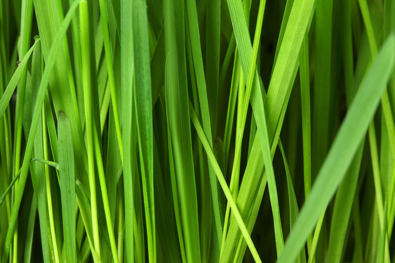 isolation thermique écologique : solutions durables et respectueuses de l'environnement pour améliorer le confort thermique de votre habitat tout en réduisant votre empreinte carbone.