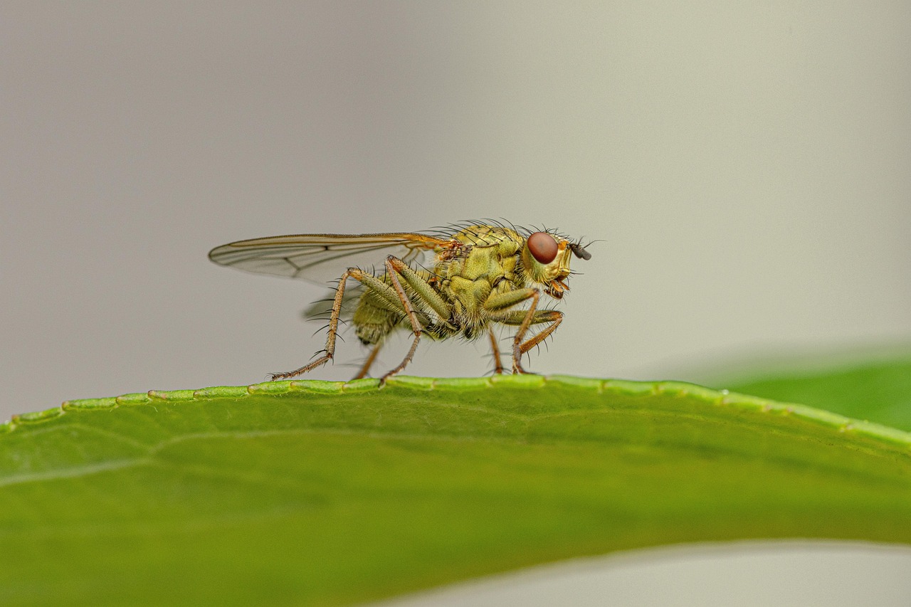 découvrez l'importance de la biodiversité pour notre planète. explorez les écosystèmes, la conservation des espèces et comment chacun de nous peut contribuer à préserver la richesse de la vie sur terre.
