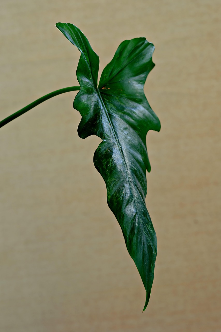 découvrez les astuces et conseils pour réussir un jardinage biologique sur votre balcon et cultiver des plantes saines et naturelles chez vous.