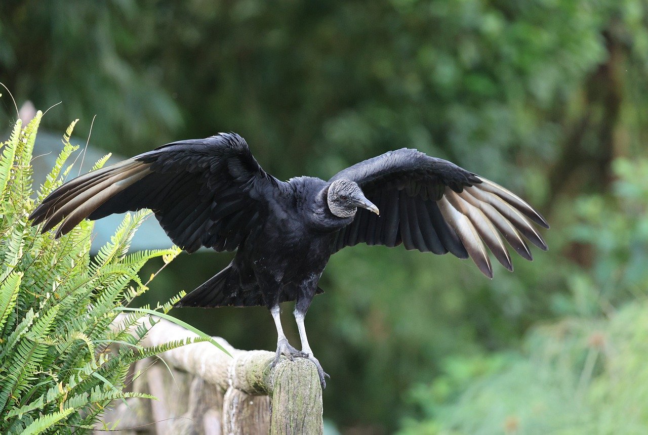découvrez l'écotourisme, une forme de voyage respectueuse de l'environnement qui favorise la conservation de la nature et le soutien aux communautés locales. explorez des destinations durables, vivez des expériences authentiques et contribuez à la préservation de notre planète tout en vous évadant en pleine nature.