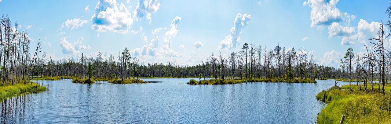 découvrez les zones humides, écosystèmes riches en biodiversité, jouant un rôle crucial dans la régulation de l'eau et la préservation des espèces. explorez leur importance pour notre environnement et les mesures pour les protéger.