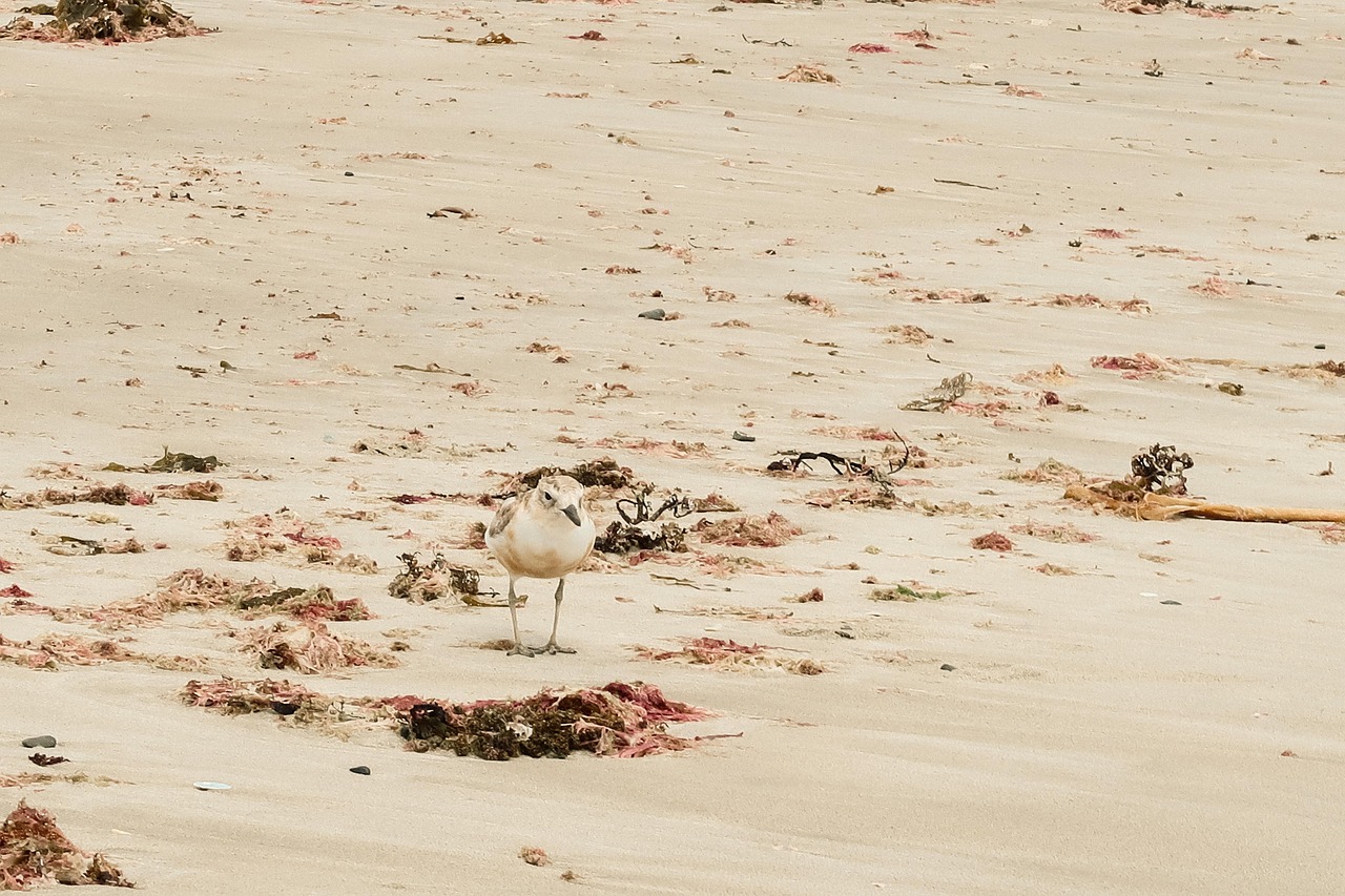 découvrez les merveilles de la réserve marine, un écosystème préservé où la biodiversité marine s'épanouit. plongez dans un univers aquatique unique, riche en coraux colorés et en espèces marines fascinantes, tout en participant à des initiatives de conservation essentielles.