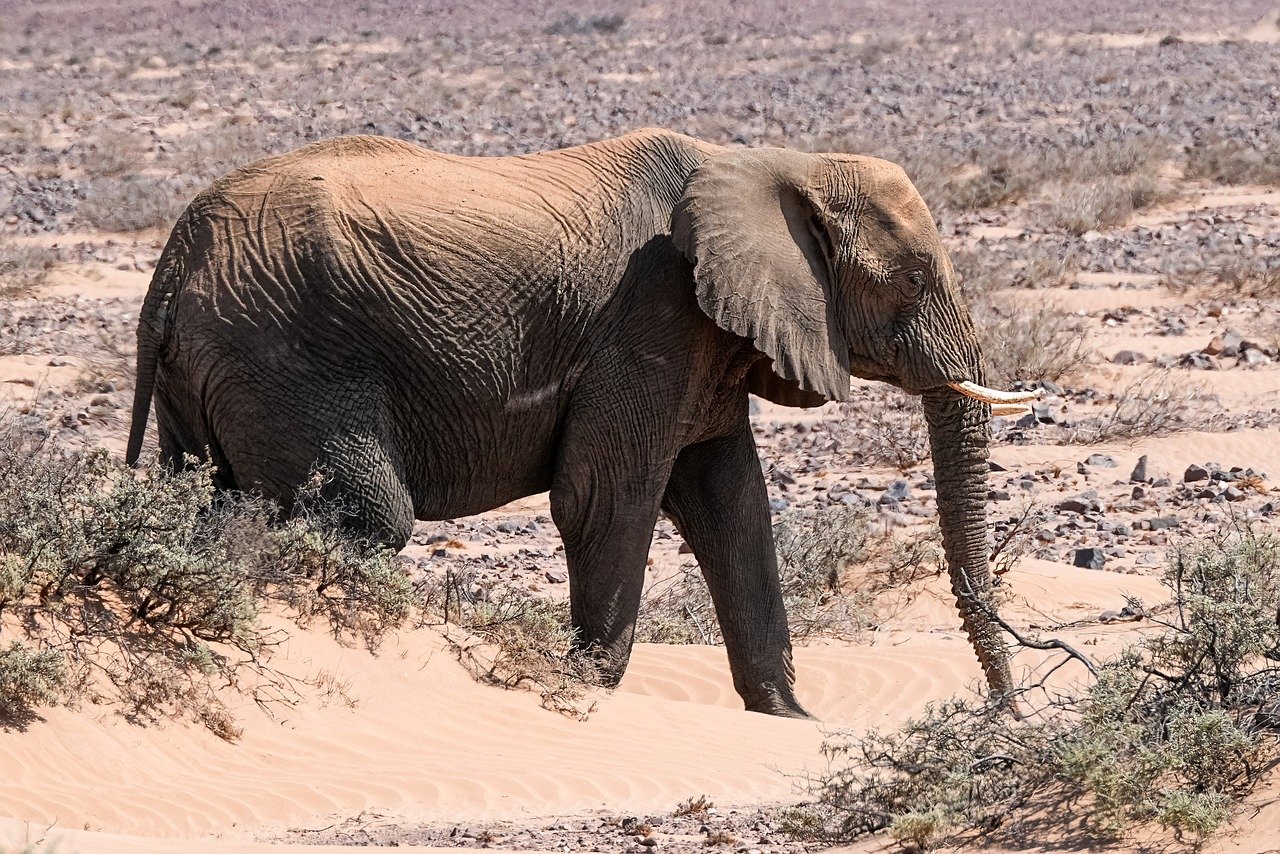 découvrez l'écologie et son impact sur notre planète. explorez les enjeux environnementaux, la biodiversité, et comment chaque geste compte pour préserver notre écosystème. engagez-vous pour un avenir durable.