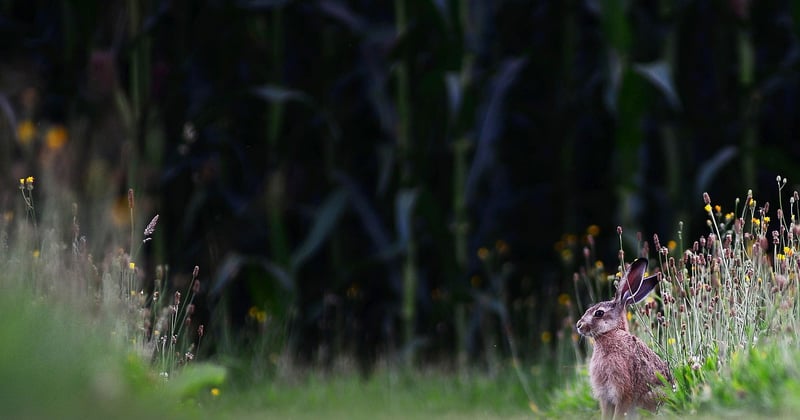 Impact changement climatique agriculture Nouvelle-Aquitaine : l'urgence d'agir