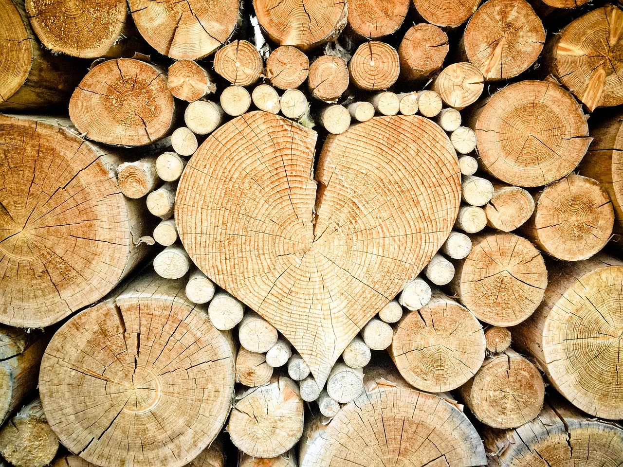 Gestion forestière : stratégies durables pour préserver nos forêts