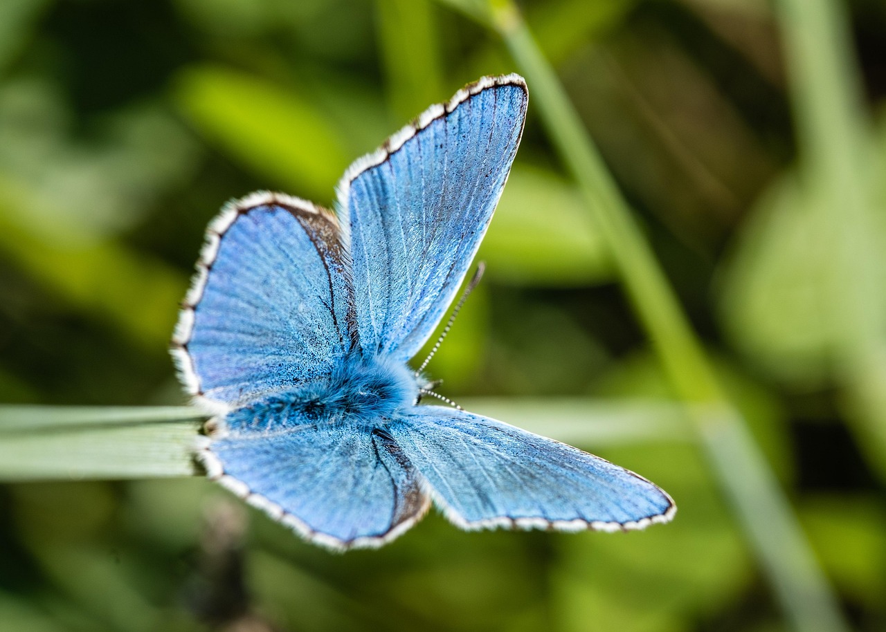 Lutte contre l’extinction : stratégies pour sauvegarder notre biodiversité