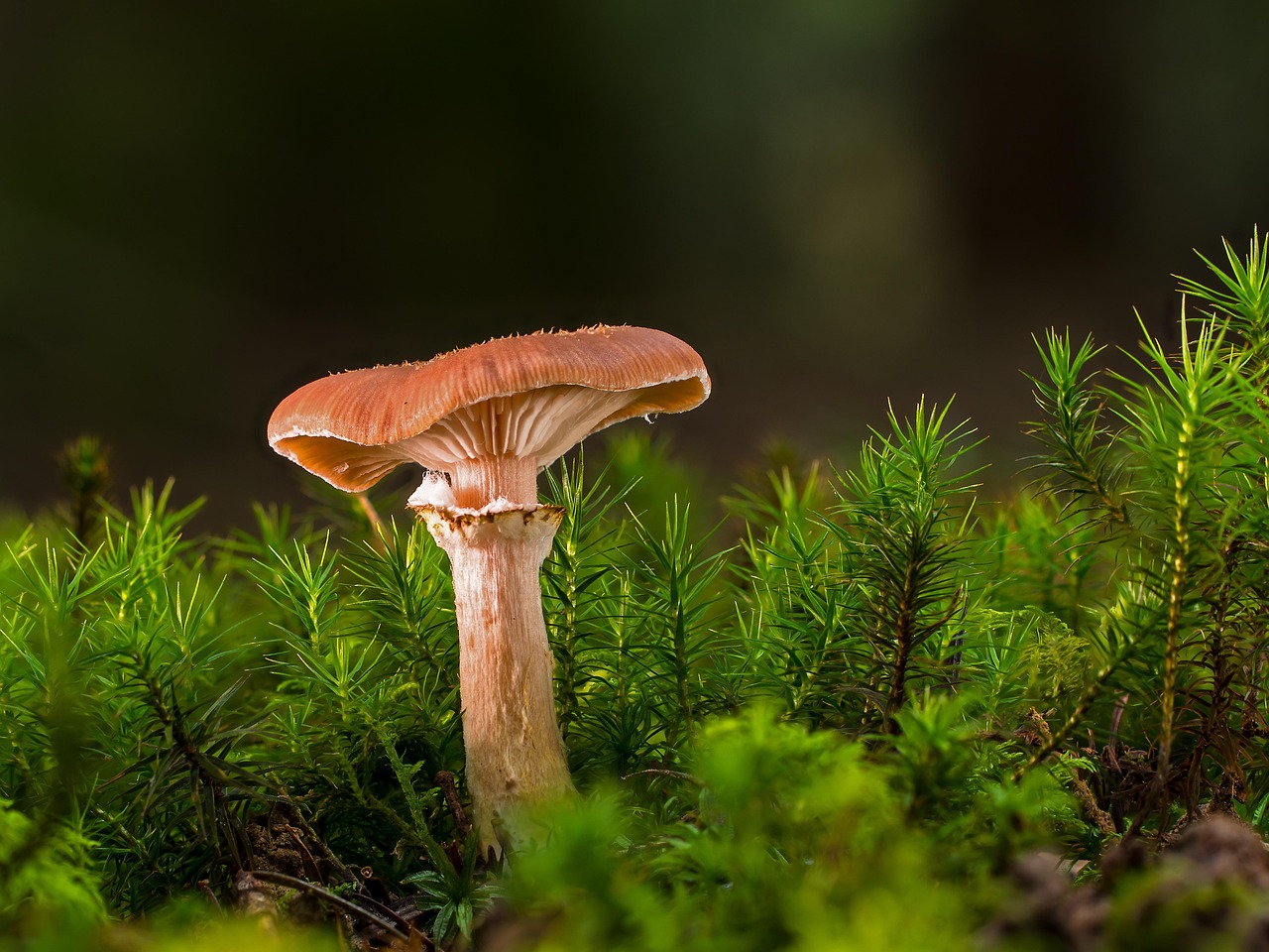 Biodiversité : comprendre son impact sur notre environnement
