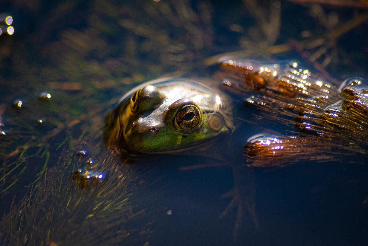 Protéger les zones humides : enjeux et solutions pour la biodiversité