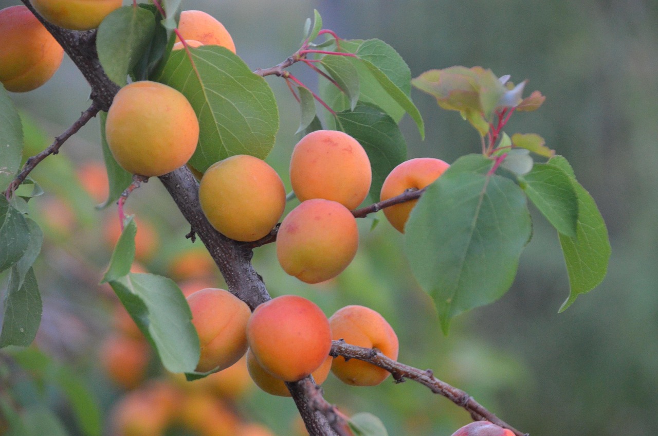 Cultures respectueuses de l’environnement : vers une agriculture durable