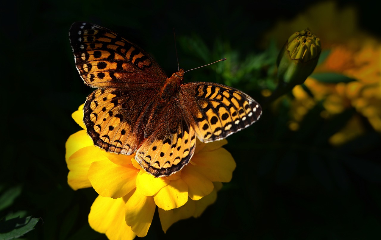 Les impacts du changement climatique sur la biodiversité