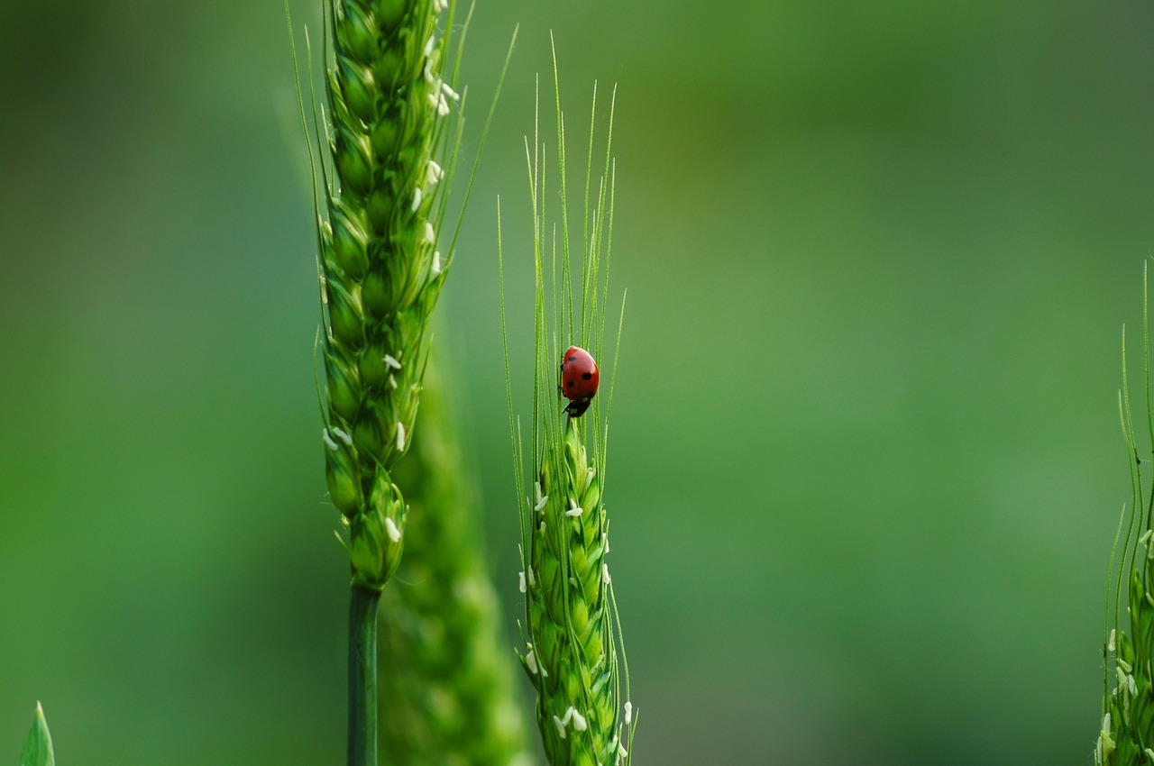 découvrez l'importance de la biodiversité pour notre planète, son rôle essentiel dans l'équilibre des écosystèmes et les avantages qu'elle offre à l'humanité. explorez les menaces qui pèsent sur la biodiversité et les actions à entreprendre pour sa préservation.