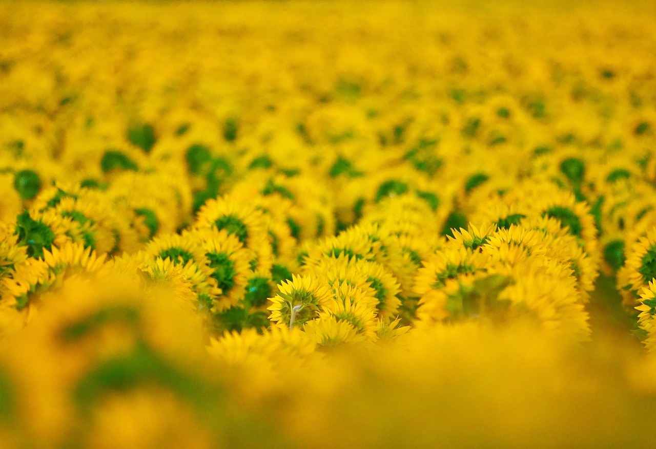 Comprendre la biodiversité : enjeux et solutions pour protéger notre planète