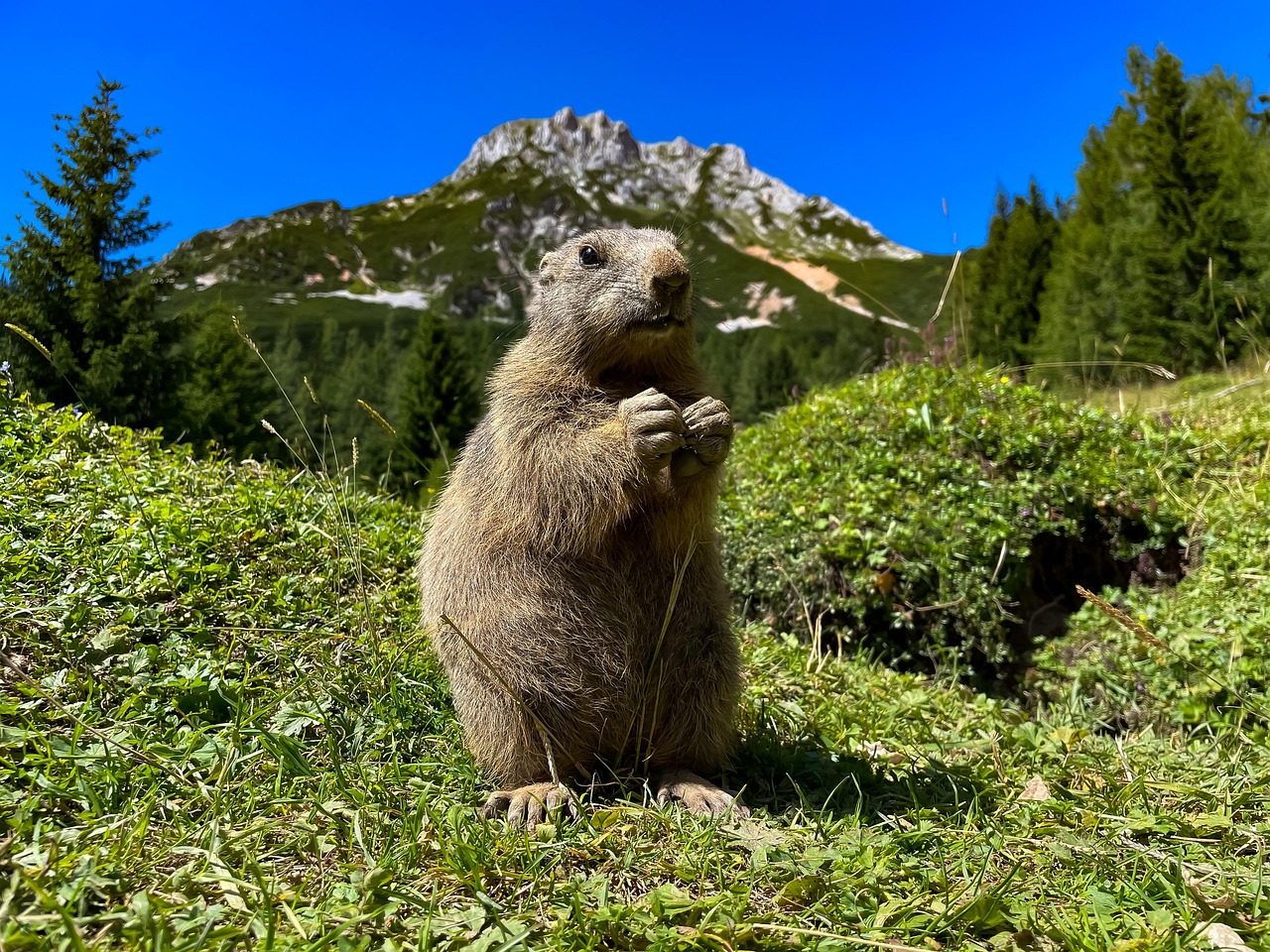 découvrez l'importance de la biodiversité pour les écosystèmes et l'humanité. apprenez comment la protection des espèces et des habitats contribue à maintenir un équilibre vital sur notre planète.