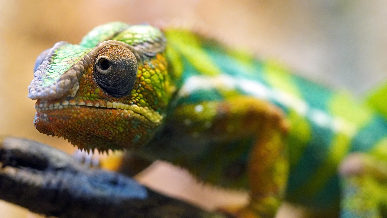 découvrez l'importance de la biodiversité pour notre planète, ses enjeux, et comment protéger la richesse des écosystèmes qui assurent notre survie et celle des générations futures.