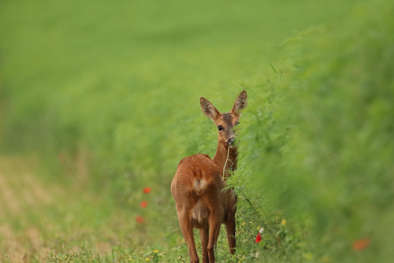 découvrez l'importance de la biodiversité pour notre planète, explorez les différentes espèces et écosystèmes, et apprenez comment préserver cette richesse naturelle vitale pour les générations futures.