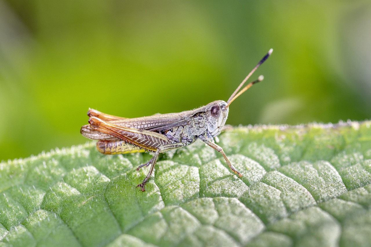 découvrez la biomasse, une source d'énergie renouvelable issue de la matière organique. apprenez comment elle contribue à la durabilité, à la réduction des déchets et à la lutte contre le changement climatique.