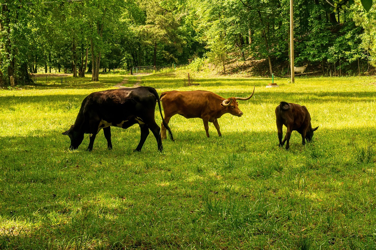 Comprendre le bilan carbone et son impact sur l’environnement