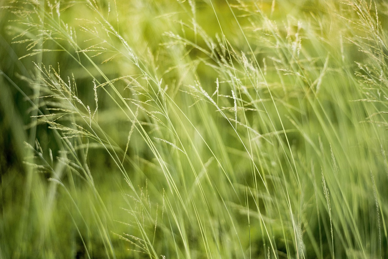 découvrez l'importance de l'éducation environnementale pour sensibiliser les générations futures à la protection de notre planète. explorez des ressources, des programmes et des initiatives qui favorisent un mode de vie durable et une conscience écologique.