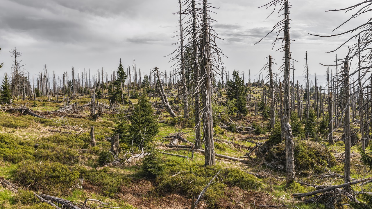 découvrez les normes environnementales essentielles qui garantissent la protection de notre planète. apprenez comment ces règles régissent les pratiques durables et favorisent un avenir plus vert pour tous.