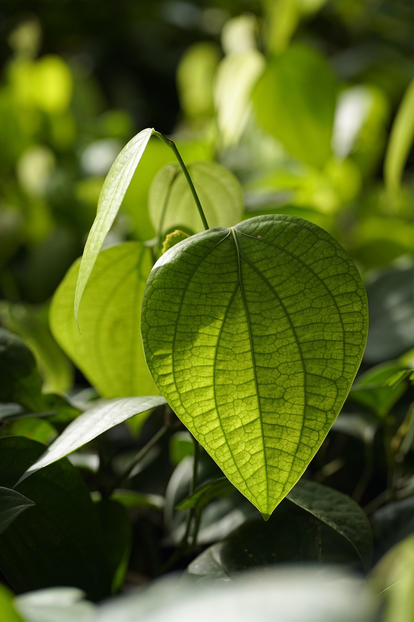 découvrez les bienfaits de l'agriculture biologique : une méthode durable qui préserve l'environnement, favorise la biodiversité et produit des aliments sains. explorez nos conseils, techniques et ressources pour adopter une agriculture respectueuse de la nature.