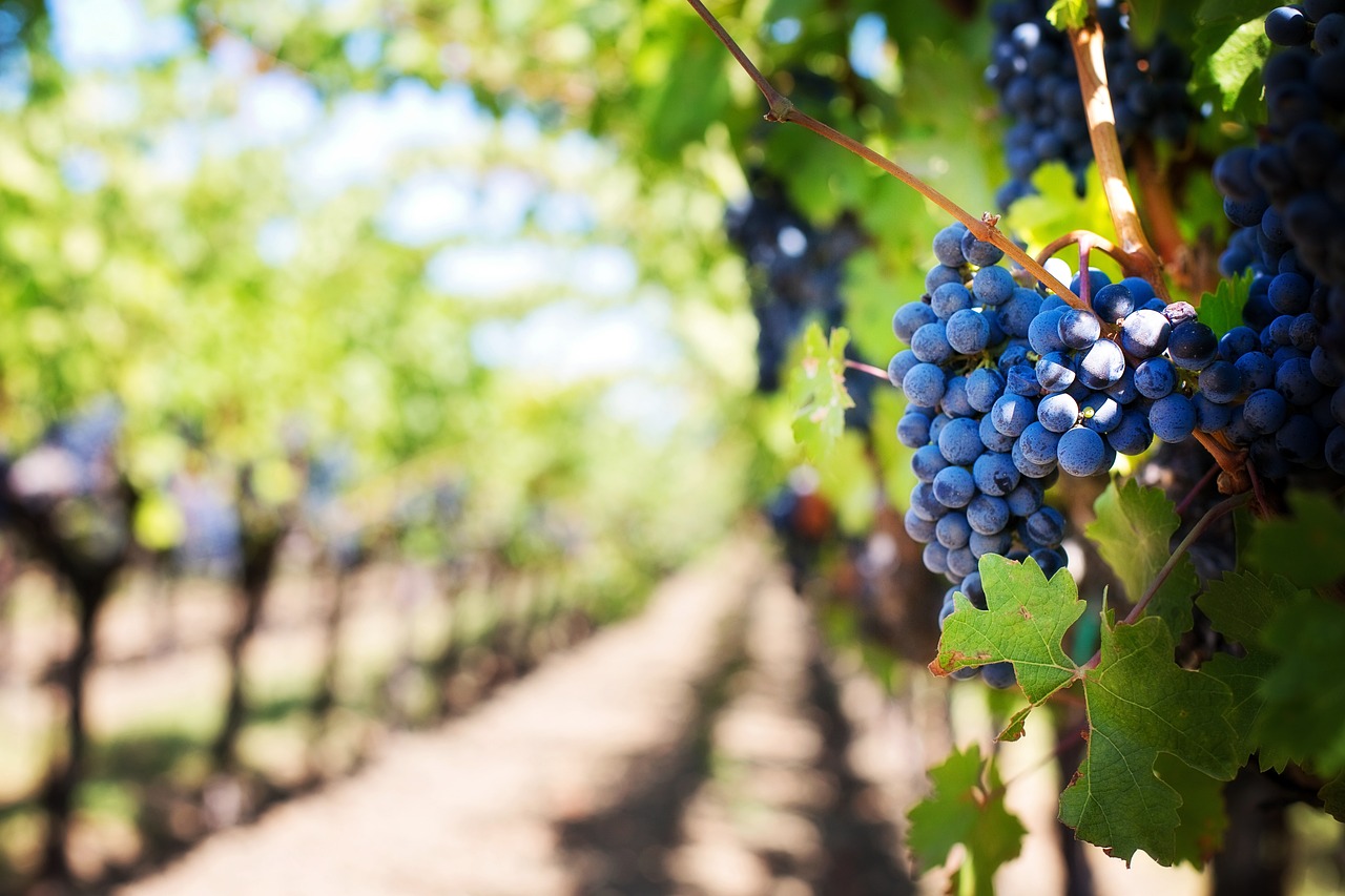 découvrez les bienfaits de l'agriculture biologique : une méthode respectueuse de l'environnement, favorisant la biodiversité et offrant des produits sains et de qualité. explorez les techniques durables et les enjeux contemporains de l'agriculture organique.