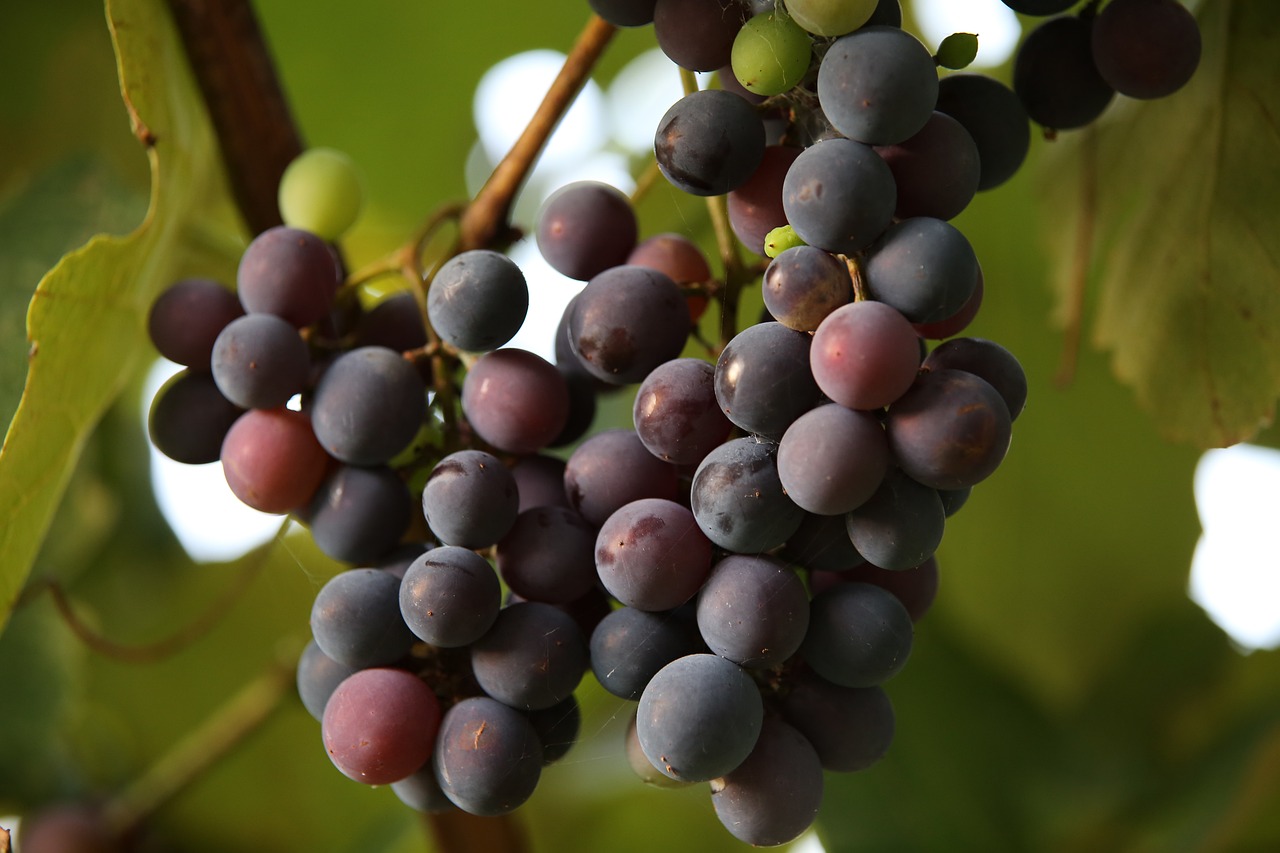 L’agriculture biologique : comprendre ses principes et ses bénéfices