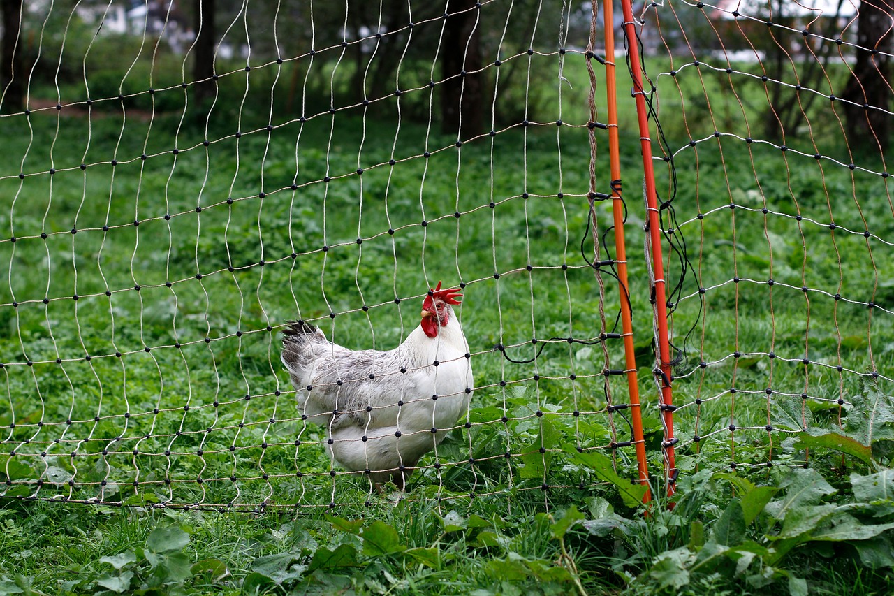 découvrez la permaculture, une approche durable de l'agriculture qui harmonise les pratiques agricoles avec la nature. apprenez à cultiver votre jardin de manière écologique, à préserver la biodiversité et à créer des systèmes alimentaires résilients. transformez votre façon de jardiner avec des techniques respectueuses de l'environnement.