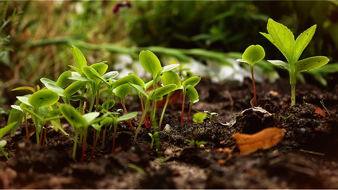 Comprendre les principes de la permaculture pour un jardin durable