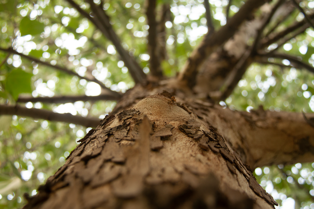 découvrez l'importance de la reforestation pour la biodiversité et la lutte contre le changement climatique. apprenez comment des initiatives locales et globales contribuent à restaurer nos écosystèmes forestiers, à protéger les espèces menacées et à promouvoir un avenir durable.