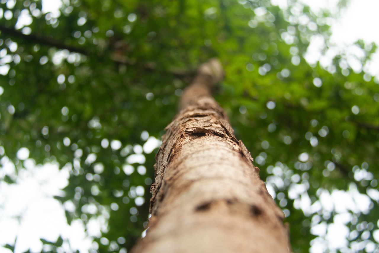 La reforestation : enjeux et méthodes pour préserver notre planète