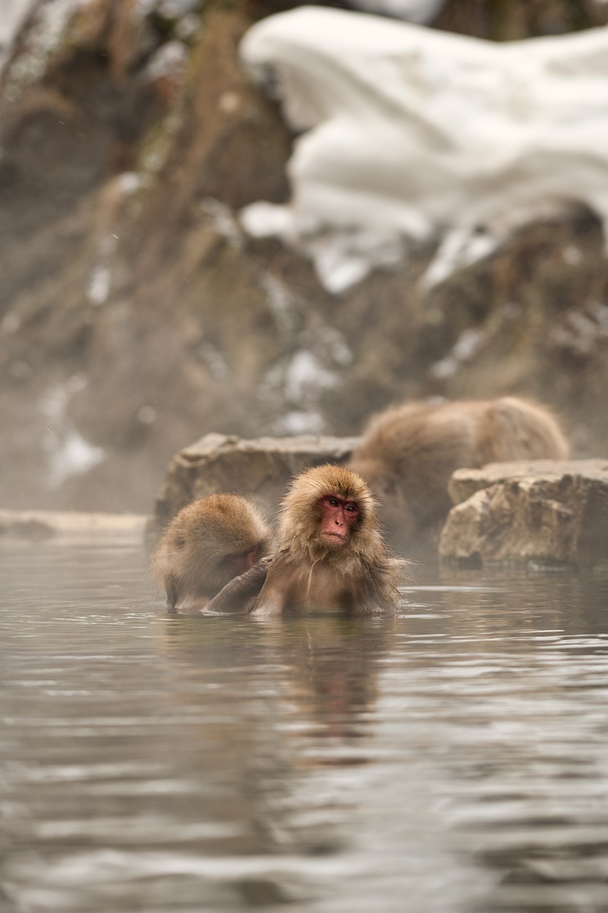 découvrez l'écotourisme, une forme de voyage durable qui respecte la nature et les cultures locales. explorez des destinations préservées tout en participant à la protection de l'environnement et au soutien des communautés. vivez des expériences uniques en harmonie avec la biodiversité.