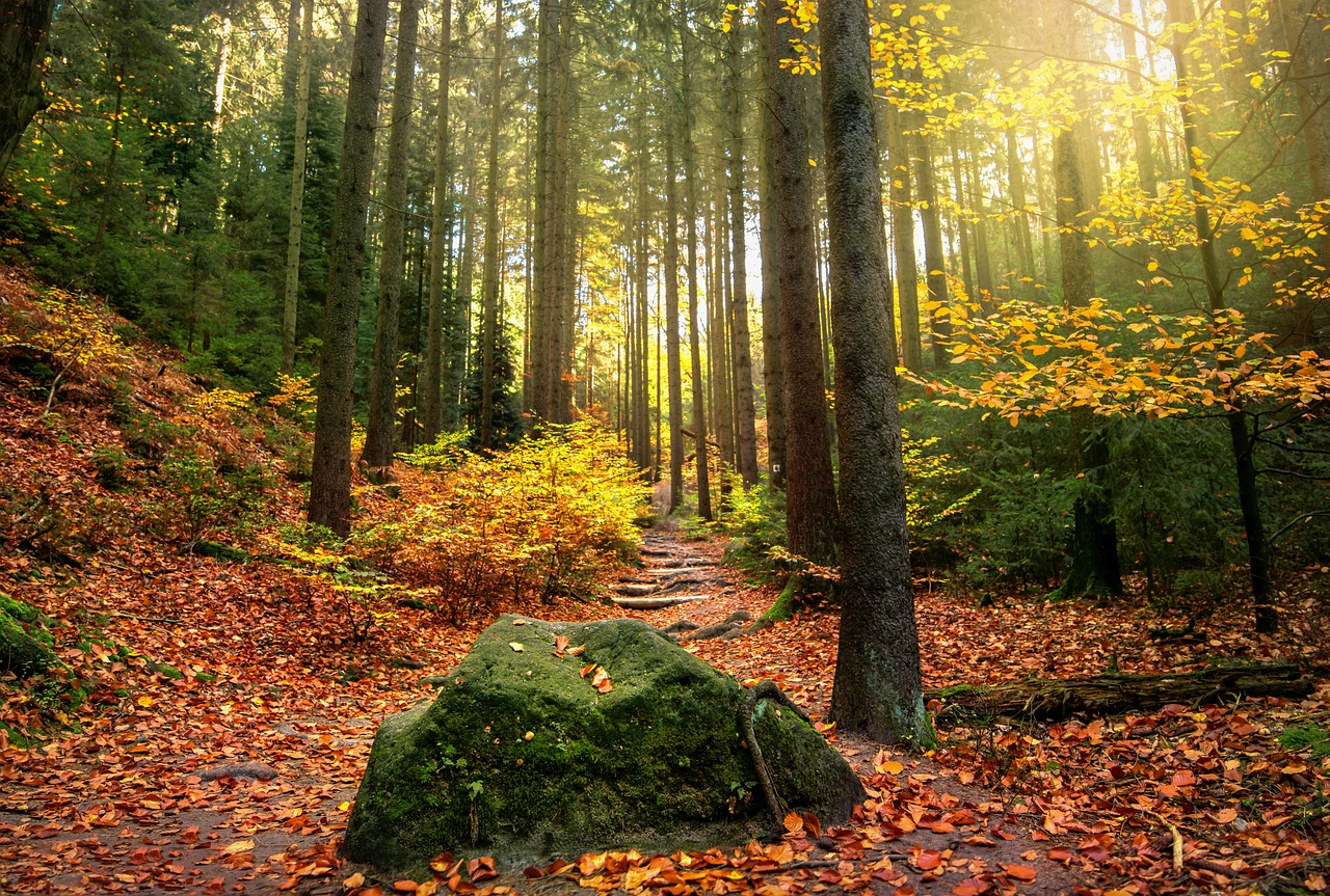 découvrez comment protéger notre planète grâce à des actions concrètes et des solutions durables. rejoignez le mouvement pour la protection de l'environnement et contribuez à un avenir meilleur.