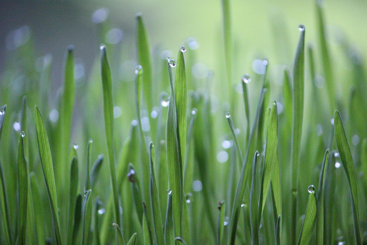 découvrez l'agriculture durable : des pratiques écoresponsables qui préservent l'environnement, favorisent la biodiversité et garantissent une production alimentaire saine pour les générations futures.