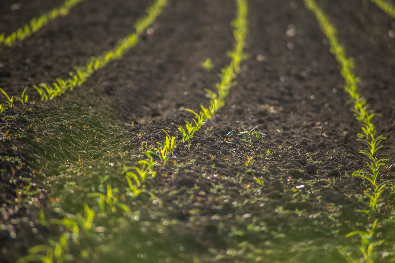 découvrez l'agriculture durable, une approche innovante et respectueuse de l'environnement qui allie production alimentaire et préservation des ressources naturelles. apprenez comment cette pratique contribue à un avenir plus vert et à la sécurité alimentaire tout en soutenant les communautés locales.