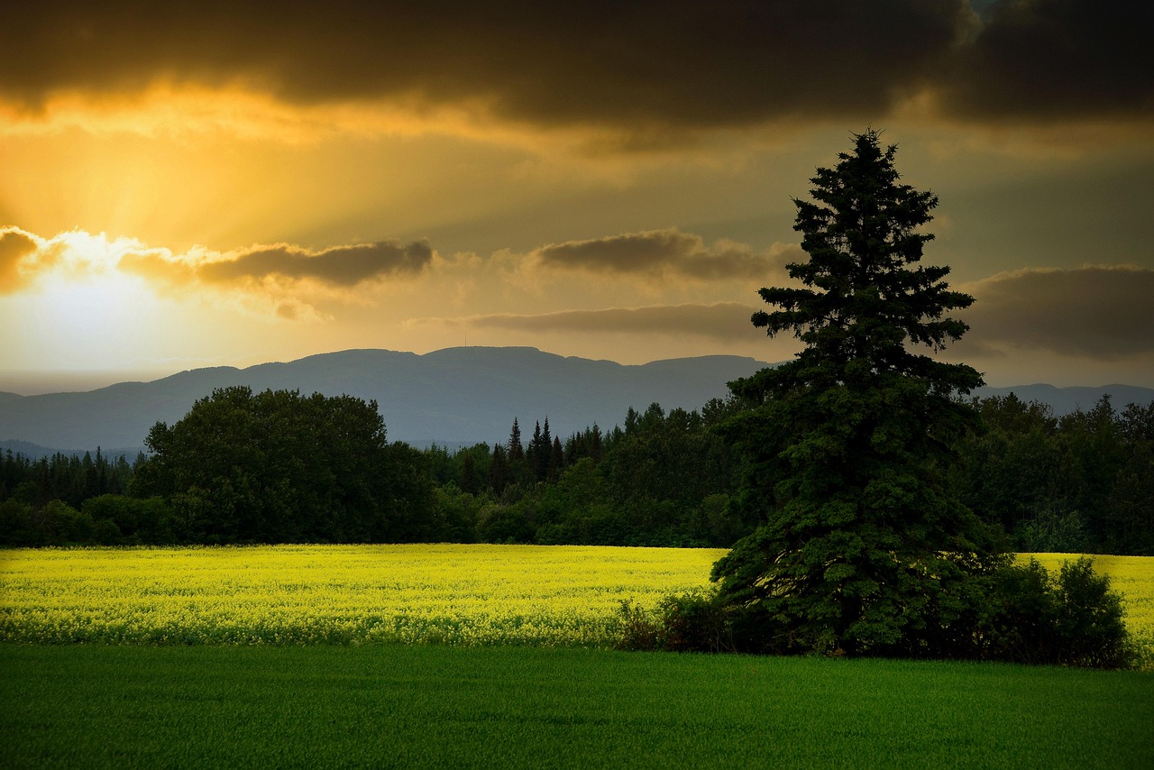 découvrez l'importance de la restauration des écosystèmes pour préserver la biodiversité et lutter contre le changement climatique. apprenez comment des initiatives innovantes et des pratiques durables peuvent revitaliser nos environnements naturels et assurer un avenir durable.