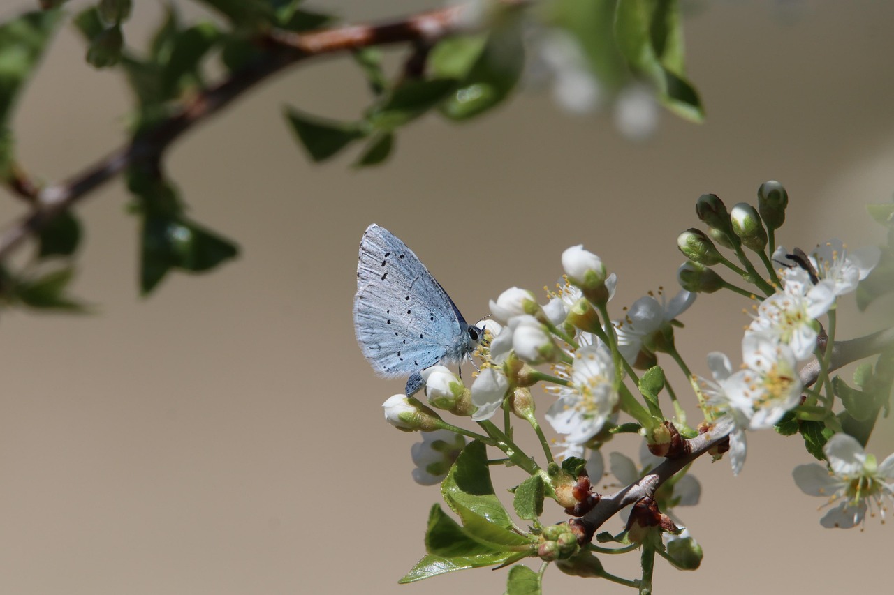 découvrez l'importance de la biodiversité pour notre planète, son rôle crucial dans les écosystèmes et pourquoi il est essentiel de la protéger pour notre avenir et celui des générations futures.