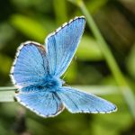 Réserve naturelle : une plongée au cœur de la biodiversité