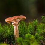 Biodiversité : comprendre son impact sur notre environnement