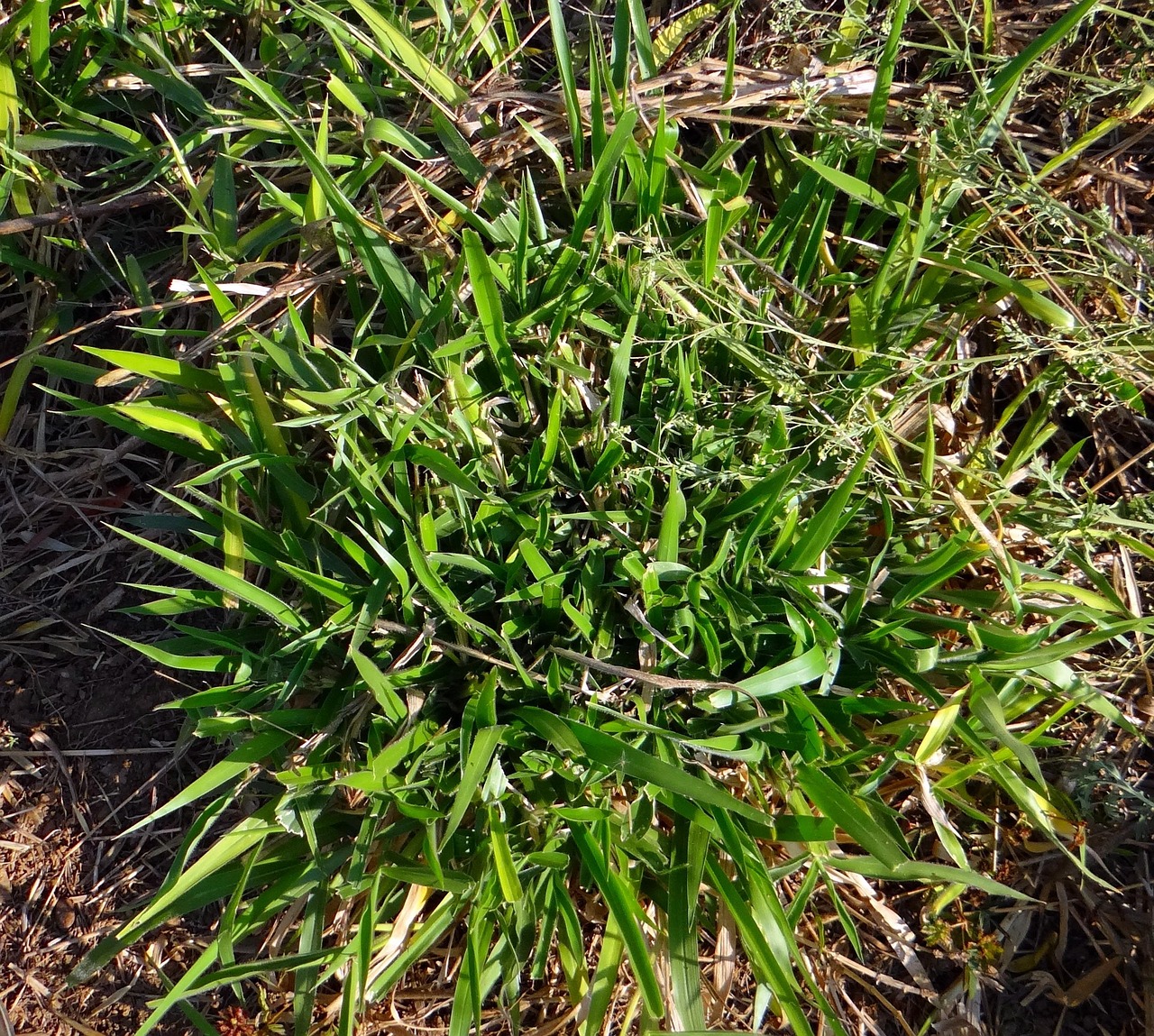 découvrez le monde fascinant de la biomasse, une source d'énergie renouvelable utilisant les matières organiques. apprenez comment la biomasse contribue à la durabilité, à la réduction des déchets et à la lutte contre le changement climatique.