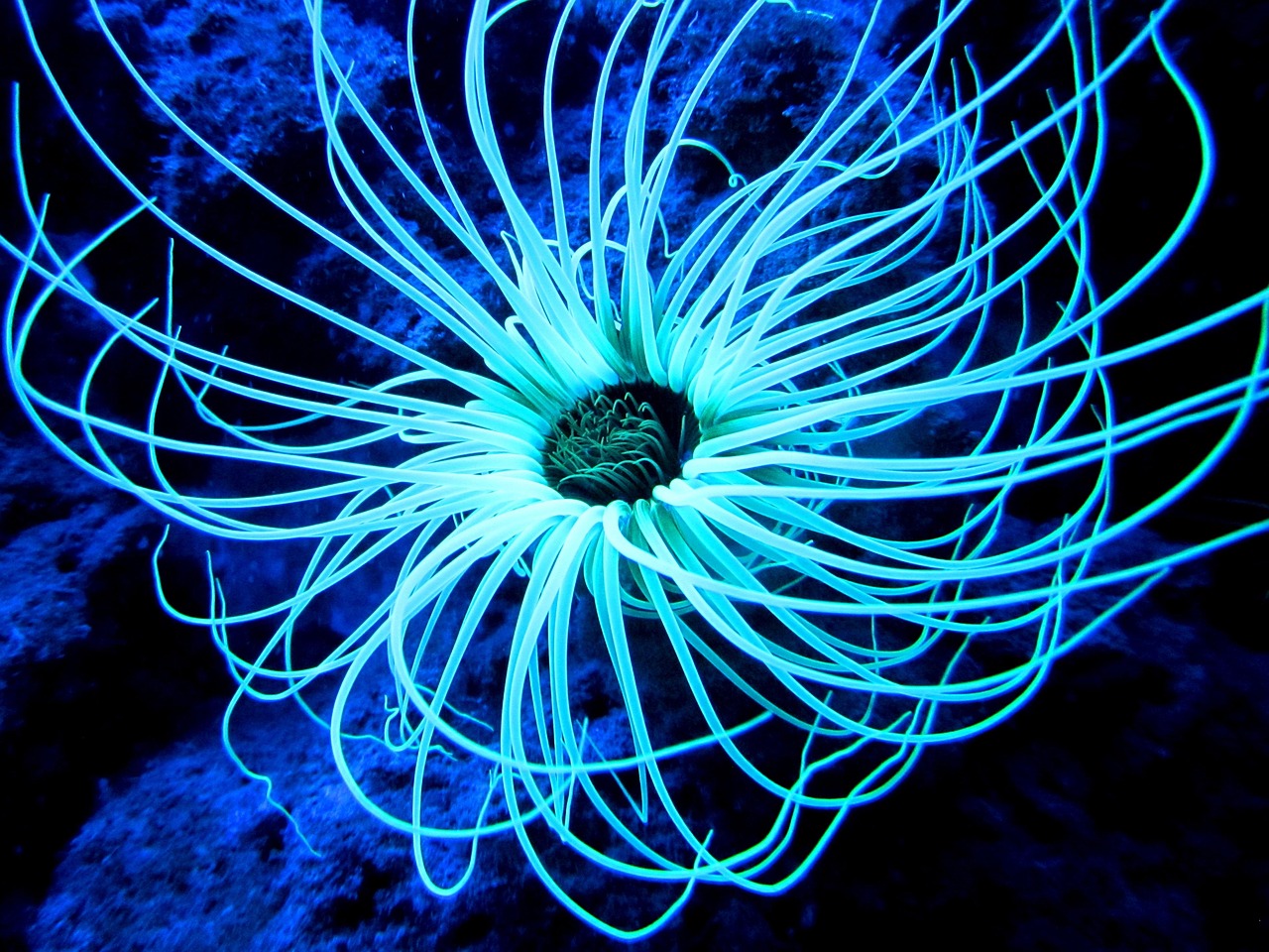 découvrez l'étonnante biodiversité des réserves marines, des écosystèmes préservés où faune et flore marines prospèrent. plongez dans un monde sous-marin unique et apprenez l'importance de la conservation de nos océans.