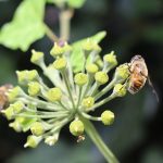 Permaculture : les principes essentiels pour un jardin durable et productif