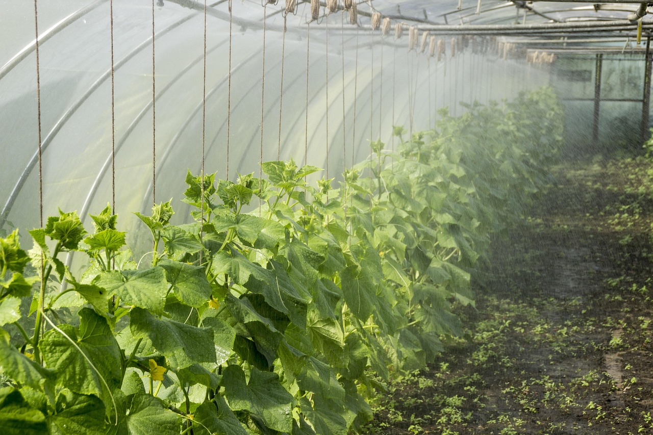 découvrez la permaculture, une méthode de culture durable qui allie respect de l'environnement et agriculture productive. apprenez à créer des écosystèmes autonomes, à valoriser la biodiversité et à optimiser vos espaces de jardinage tout en préservant les ressources naturelles. plongez dans ce mode de vie inspirant et engageant pour un avenir plus vert.