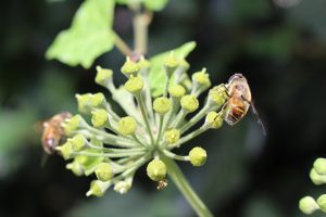 Permaculture : les principes essentiels pour un jardin durable et productif
