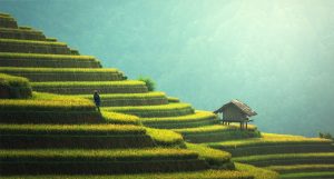 L’agriculture durable : des pratiques essentielles pour un avenir écologique