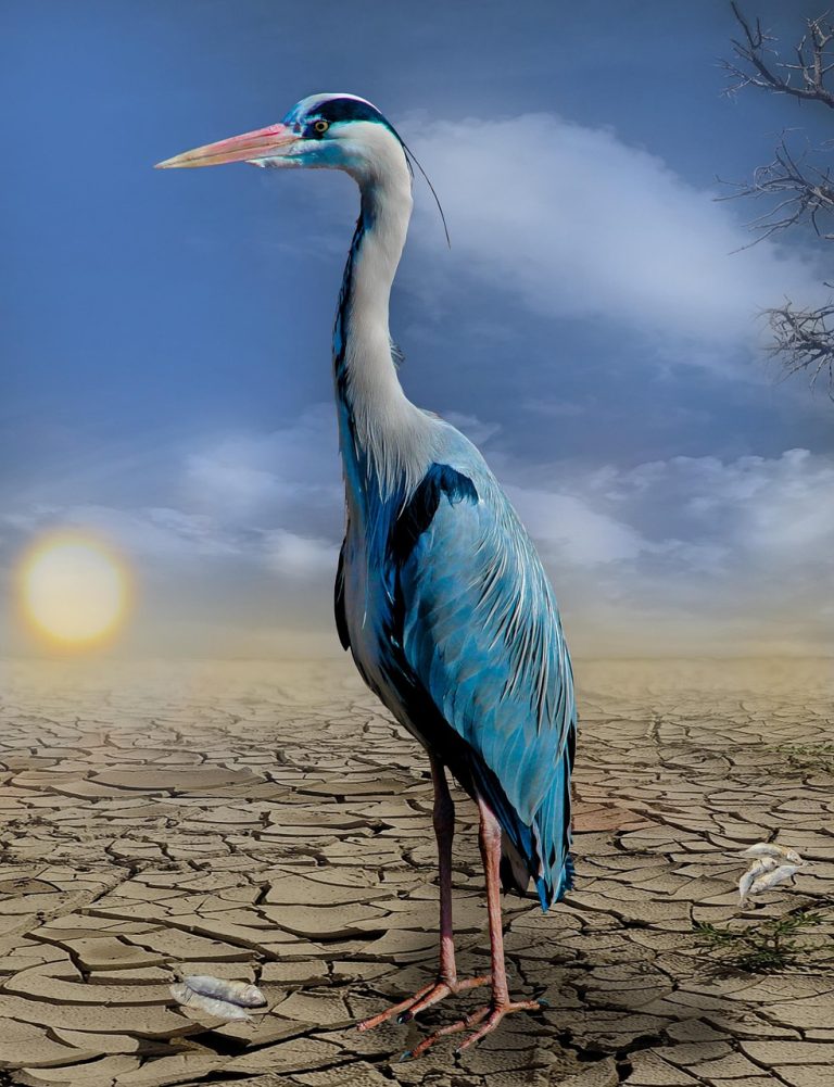 Alliances pour le climat : stratégies pour un avenir durable