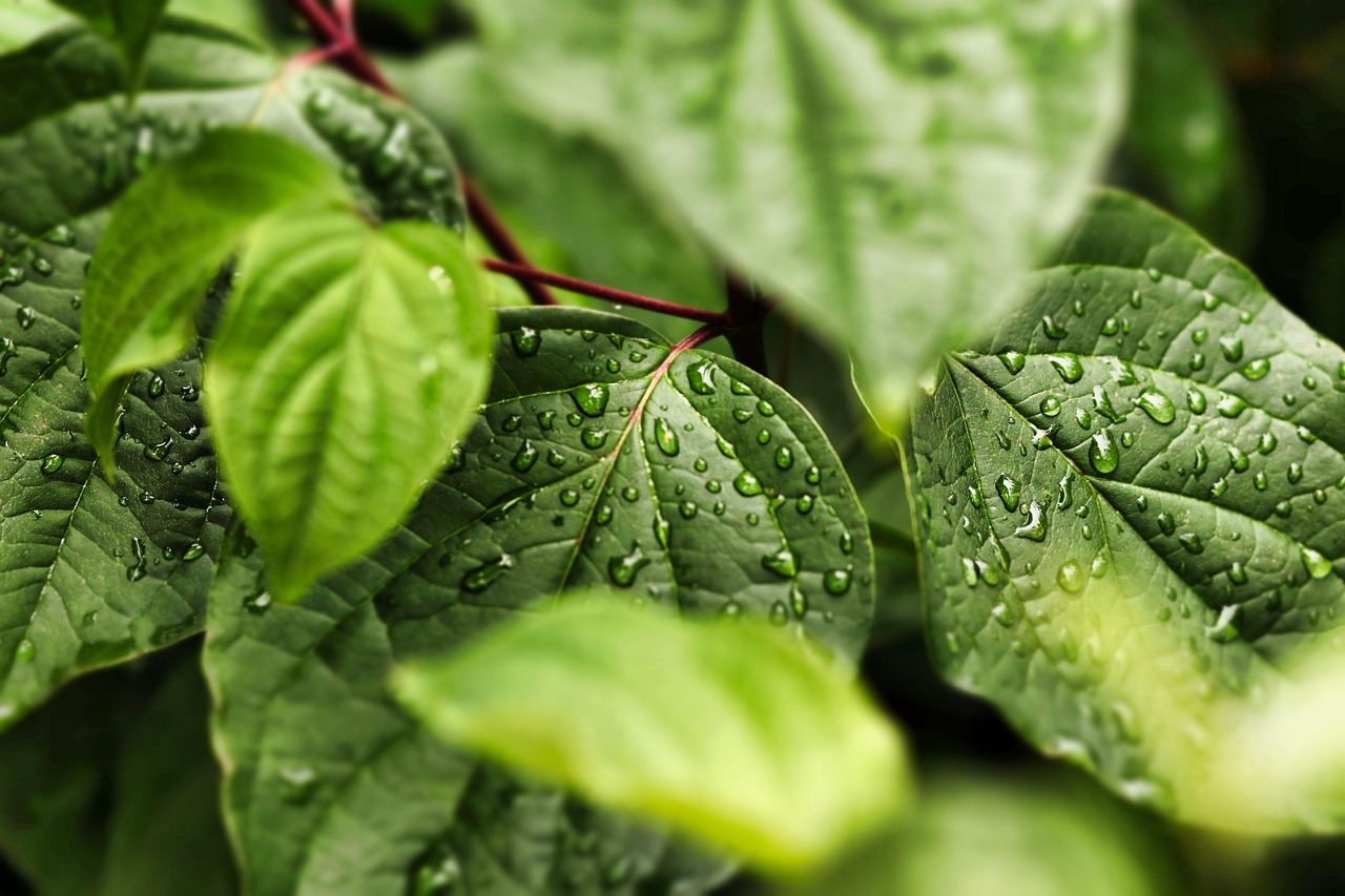 découvrez notre sélection de produits écologiques qui préservent l'environnement tout en offrant qualité et performance. optez pour un mode de vie durable avec des articles respectueux de la planète, adaptés à tous vos besoins quotidiens.