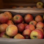 Alimentation durable : comment adopter des pratiques écoresponsables au quotidien