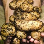 Récupération d’eau : astuces pratiques pour un jardin durable